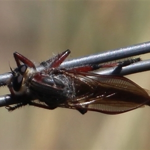 Neoaratus hercules at Denman Prospect, ACT - 20 Dec 2024 10:58 AM