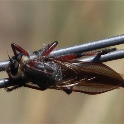 Neoaratus hercules (Herculean Robber Fly) at Denman Prospect, ACT - 20 Dec 2024 by Jennybach