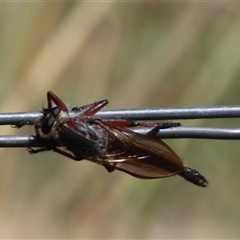 Neoaratus hercules at Denman Prospect, ACT - 20 Dec 2024