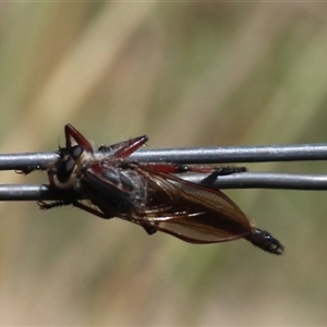 Neoaratus hercules at Denman Prospect, ACT - 20 Dec 2024 10:58 AM