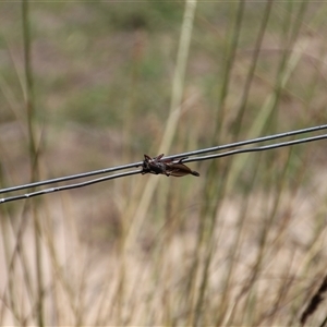 Neoaratus hercules at Denman Prospect, ACT - 20 Dec 2024 10:58 AM