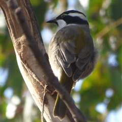 Melithreptus validirostris (Strong-billed Honeyeater) at West Hobart, TAS - 8 Feb 2024 by VanessaC