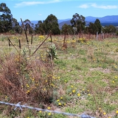 Eschscholzia californica at Denman Prospect, ACT - 20 Dec 2024 by Jennybach