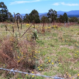 Eschscholzia californica at Denman Prospect, ACT - 20 Dec 2024 11:08 AM