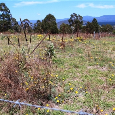 Eschscholzia californica at Denman Prospect, ACT - 20 Dec 2024 by Jennybach