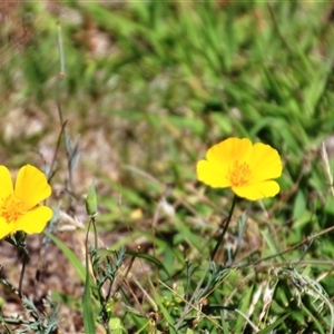 Eschscholzia californica at Denman Prospect, ACT - 20 Dec 2024 11:08 AM