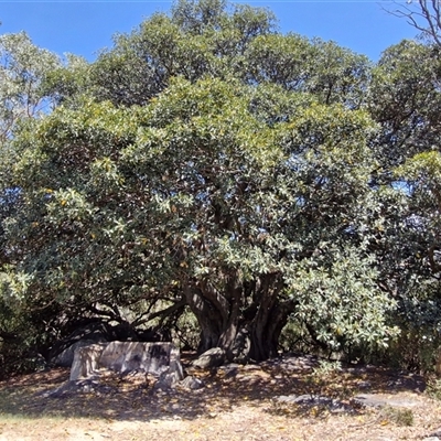 Unverified Other Tree at Moonbi, NSW - 23 Dec 2024 by trevorpreston