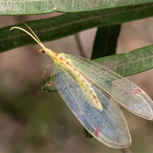 Norfolius howensis at Acton, ACT by Roger