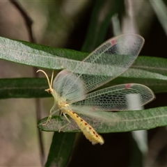 Norfolius howensis at Acton, ACT - 23 Dec 2024 11:10 AM