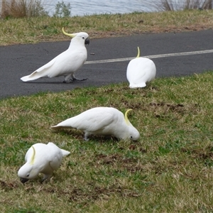 Cacatua galerita at Rosny Park, TAS - 27 Apr 2023 03:03 PM