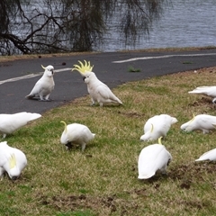 Cacatua galerita at Rosny Park, TAS - 27 Apr 2023 03:03 PM