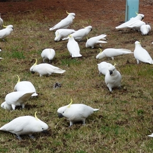 Cacatua galerita at Rosny Park, TAS - 27 Apr 2023 03:03 PM