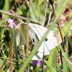 Pieris rapae (Cabbage White) at Denman Prospect, ACT - 20 Dec 2024 by Jennybach