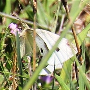 Pieris rapae (Cabbage White) at Denman Prospect, ACT by Jennybach