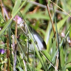 Pieris rapae at Denman Prospect, ACT - 20 Dec 2024 11:23 AM