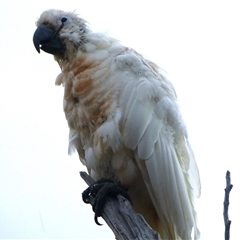 Cacatua galerita (Sulphur-crested Cockatoo) at Ridgeway, TAS - 5 Apr 2015 by VanessaC