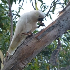 Cacatua galerita at Ridgeway, TAS - 5 Apr 2015 07:23 PM