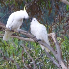 Cacatua galerita at Ridgeway, TAS - 5 Apr 2015 07:23 PM