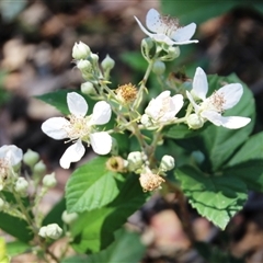 Rubus anglocandicans (Blackberry) at Denman Prospect, ACT - 20 Dec 2024 by Jennybach