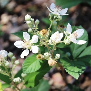 Rubus sp. at Denman Prospect, ACT by Jennybach