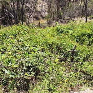 Rubus anglocandicans at Denman Prospect, ACT - 20 Dec 2024 11:31 AM