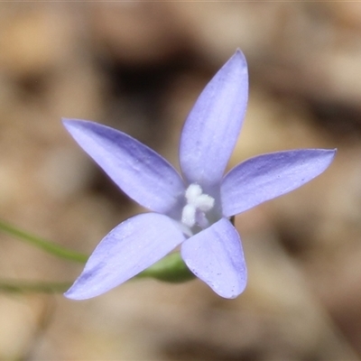 Wahlenbergia sp. at Denman Prospect, ACT - 20 Dec 2024 by Jennybach