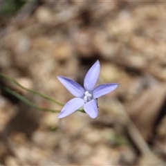 Wahlenbergia sp. at Denman Prospect, ACT - 20 Dec 2024