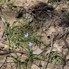 Wahlenbergia sp. at Denman Prospect, ACT - 20 Dec 2024 11:37 AM