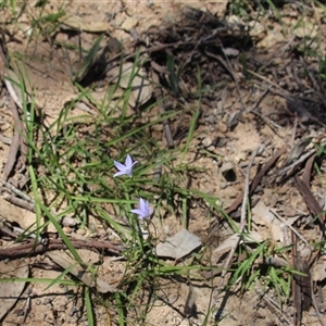 Wahlenbergia sp. at Denman Prospect, ACT - 20 Dec 2024