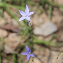 Wahlenbergia sp. at Denman Prospect, ACT - 20 Dec 2024