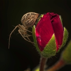 Oxyopes sp. (genus) (Lynx spider) at Lyons, ACT - 15 Dec 2024 by Gallpix