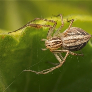 Oxyopes elegans (Elegant Lynx Spider) at Lyons, ACT by Gallpix