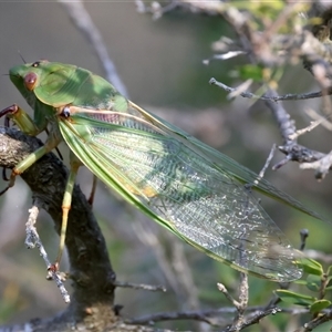 Cyclochila australasiae at Guerilla Bay, NSW - 22 Dec 2024