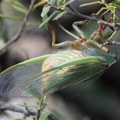 Cyclochila australasiae at Guerilla Bay, NSW - 22 Dec 2024