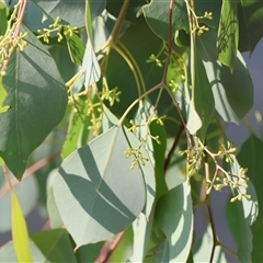 Eucalyptus bridgesiana at Wodonga, VIC - 21 Dec 2024 by KylieWaldon