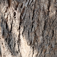 Eucalyptus polyanthemos at Wodonga, VIC - 22 Dec 2024 07:57 AM