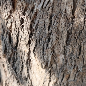 Eucalyptus polyanthemos at Wodonga, VIC - 22 Dec 2024 07:57 AM