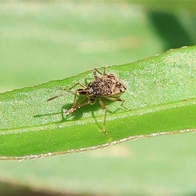 Lygaeoidea sp. (superfamily) at Wodonga, VIC - 22 Dec 2024 by KylieWaldon