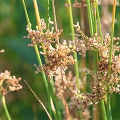 Juncus sp. (A Rush) at Wodonga, VIC - 22 Dec 2024 by KylieWaldon