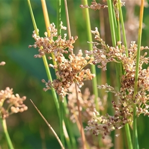 Juncus sp. (A Rush) at Wodonga, VIC by KylieWaldon