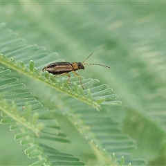 Monolepta froggatti (Leaf beetle) at Wodonga, VIC - 22 Dec 2024 by KylieWaldon