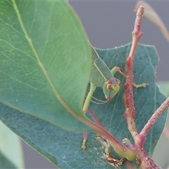 Caedicia simplex (Common Garden Katydid) at Wodonga, VIC - 22 Dec 2024 by KylieWaldon