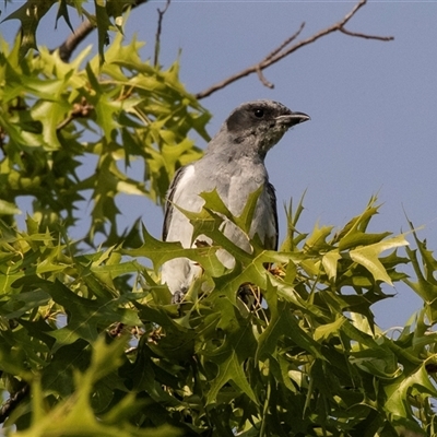 Coracina novaehollandiae (Black-faced Cuckooshrike) at Higgins, ACT - 22 Dec 2024 by AlisonMilton