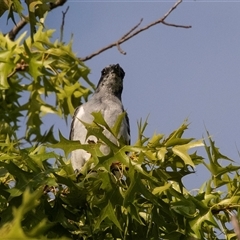 Coracina novaehollandiae at Higgins, ACT - 22 Dec 2024