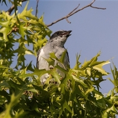 Coracina novaehollandiae at Higgins, ACT - 22 Dec 2024