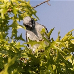 Coracina novaehollandiae at Higgins, ACT - 22 Dec 2024