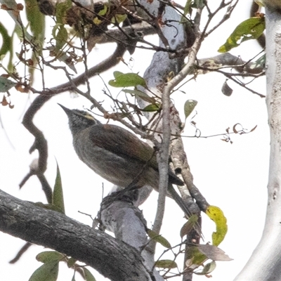 Caligavis chrysops (Yellow-faced Honeyeater) at Bungonia, NSW - 22 Dec 2024 by AlisonMilton