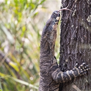 Varanus varius at Bungonia, NSW - suppressed