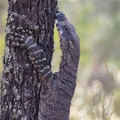 Varanus varius at Bungonia, NSW - suppressed