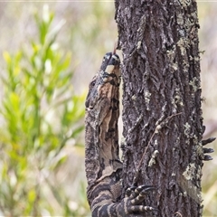 Varanus varius at Bungonia, NSW - suppressed